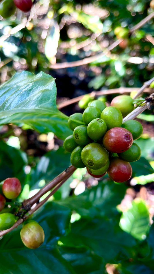 Mexico Finca La Esperanza L2 Anaerobic Washed